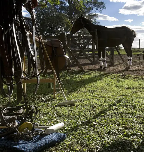A polo pony by a fence, with saddles and mallets on the grass