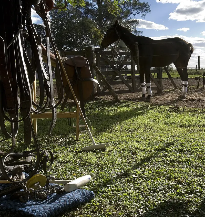 A polo pony by a fence, with saddles and mallets on the grass